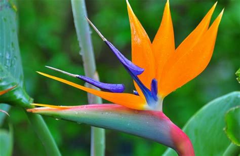 紅色天堂鳥|天堂鳥花怎麼養？天堂鳥花種類、花語、繁殖&風水 –